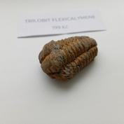 trilobit